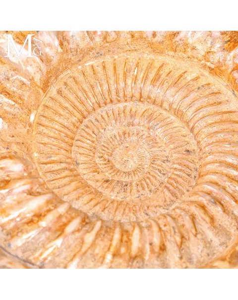 Ammonite Fossile Douvilleiceras - Spirale del Tempo.