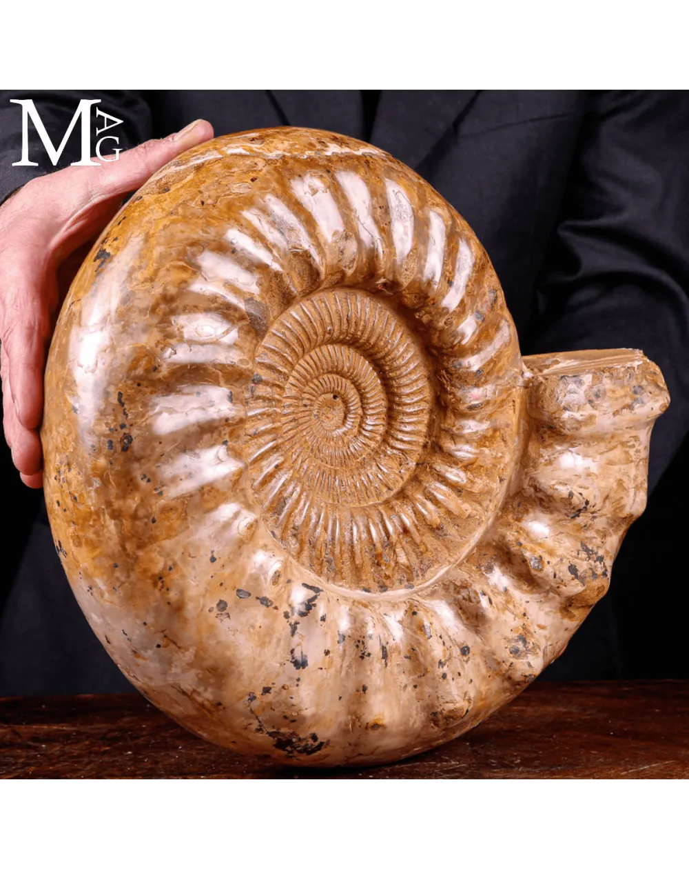 Ammonite Fossile Douvilleiceras - Spirale del Tempo.