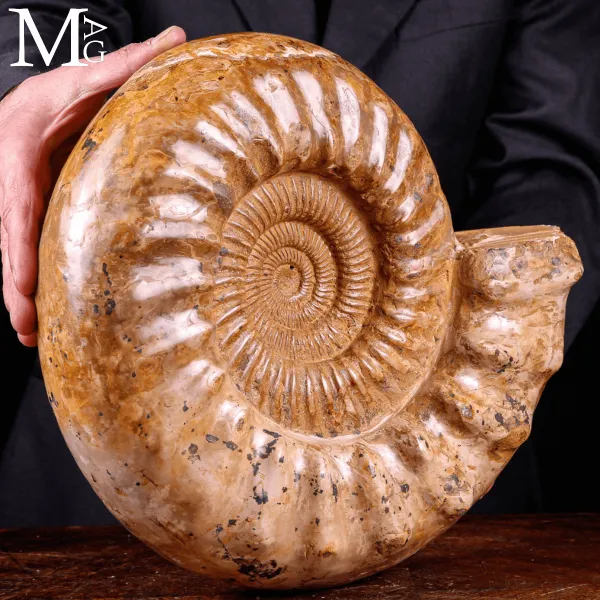 Ammonite Fossile Douvilleiceras - Spirale del Tempo.