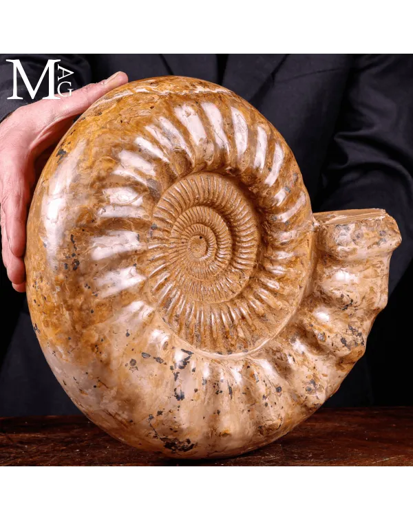 Ammonite Fossile Douvilleiceras - Spirale del Temp...