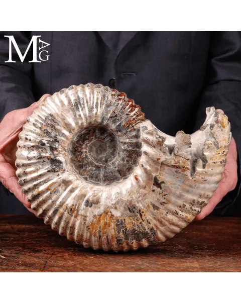Ammonite fossile Douvilleiceras – Madagascar.