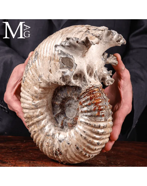 Ammonite fossile Douvilleiceras – Madagascar.