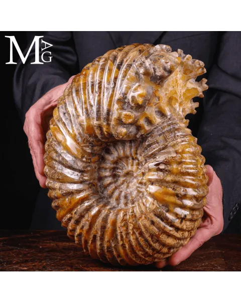 Ammonite fossile Douvilleiceras – Madagascar.