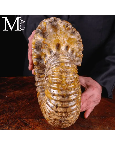 Ammonite fossile Douvilleiceras – Madagascar.