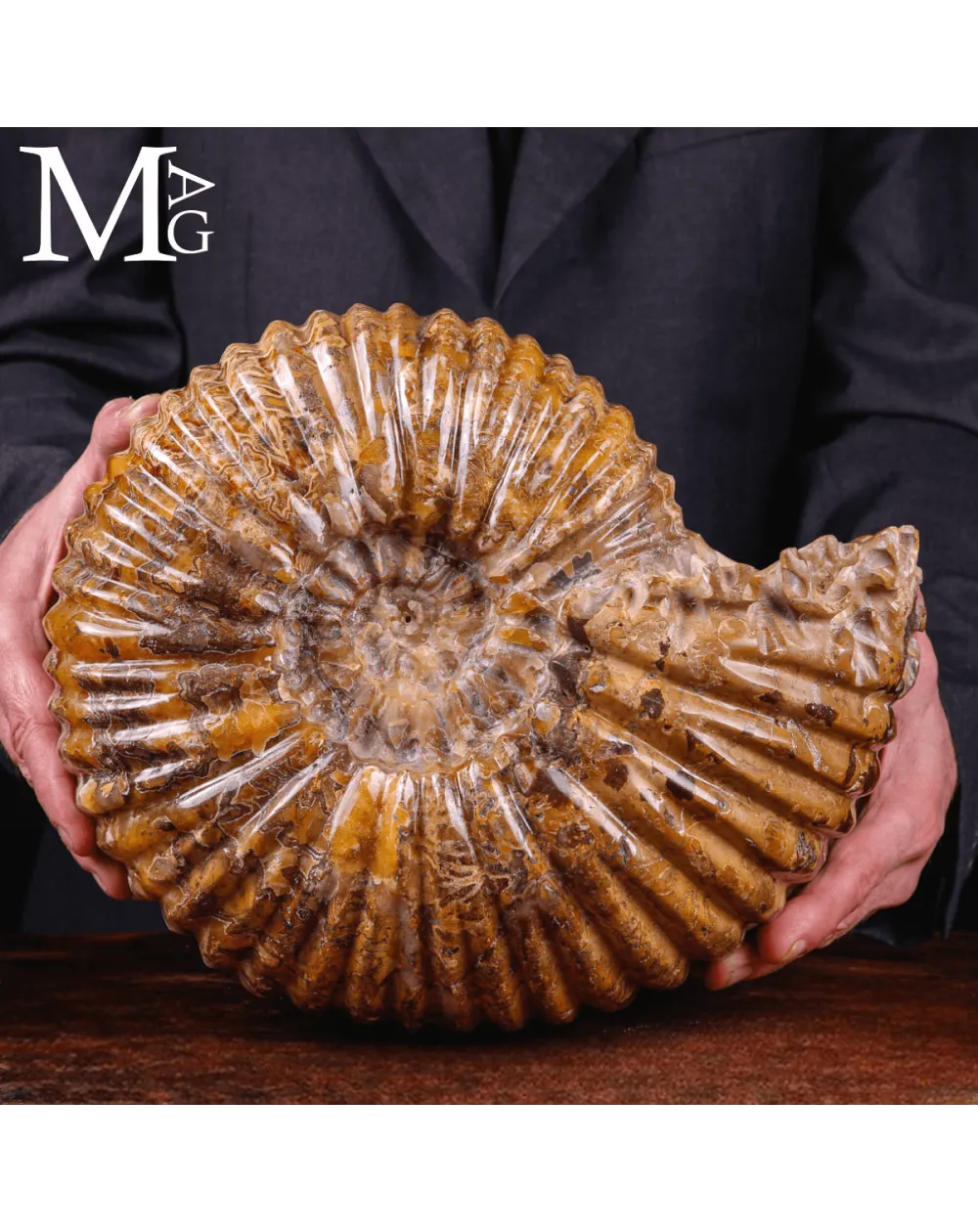 Ammonite fossile Douvilleiceras – Madagascar.