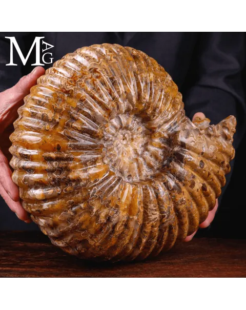 Ammonite fossile Douvilleiceras – Madagascar.