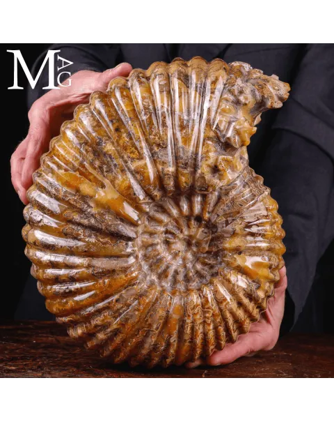 Ammonite fossile Douvilleiceras – Madagascar.