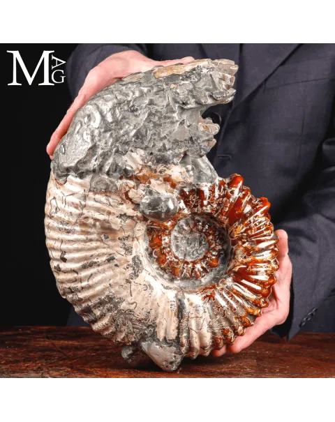 Ammonite fossile Douvilleiceras – Madagascar