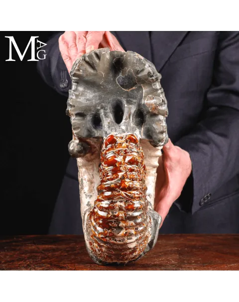 Ammonite fossile Douvilleiceras – Madagascar