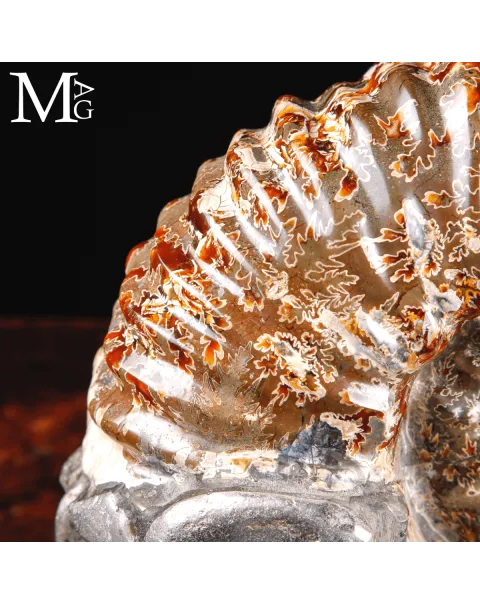 Ammonite fossile Douvilleiceras – Madagascar