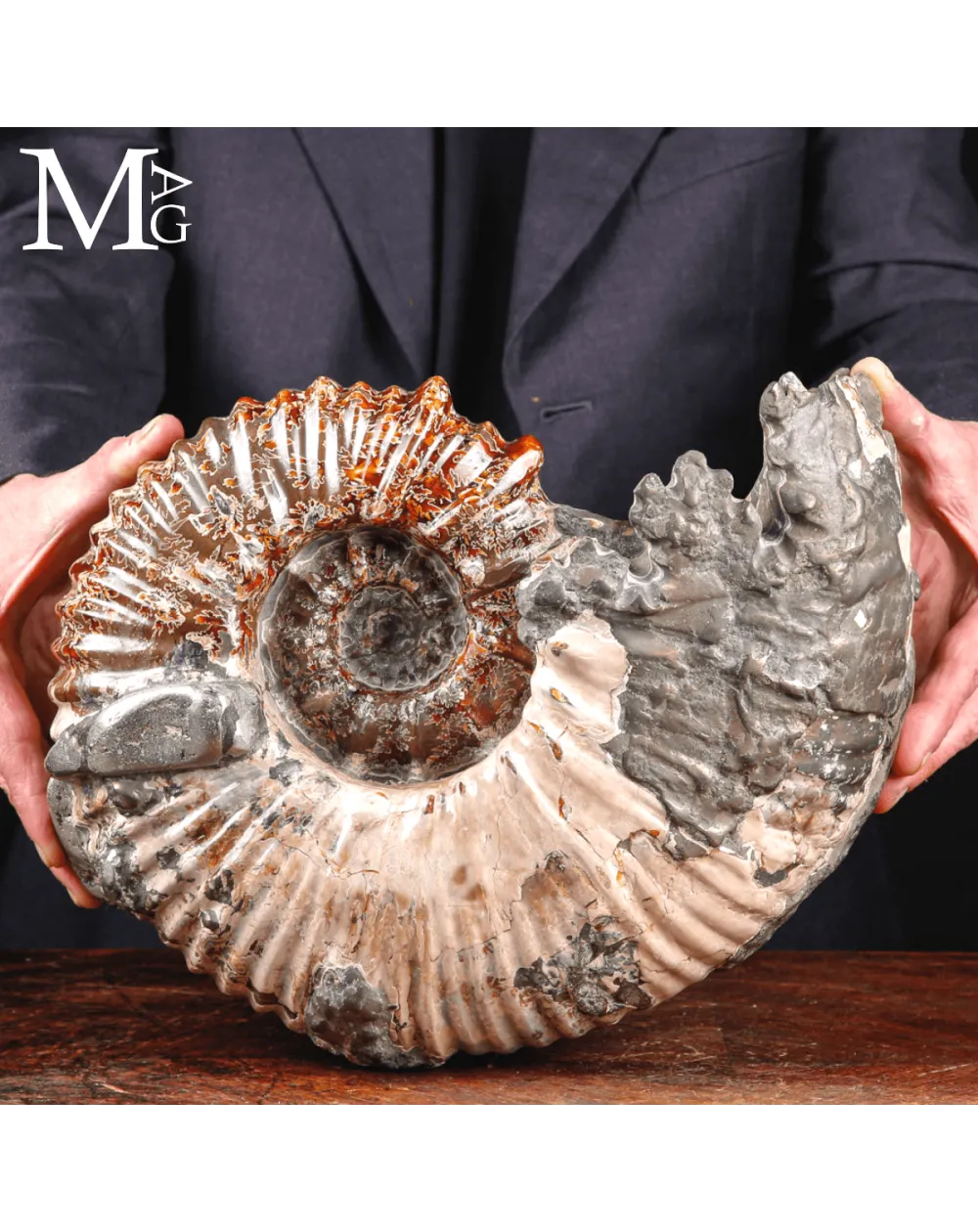 Ammonite fossile Douvilleiceras – Madagascar