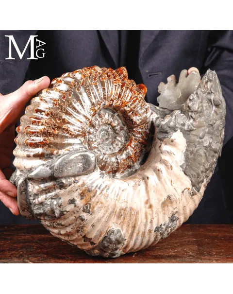 Ammonite fossile Douvilleiceras – Madagascar
