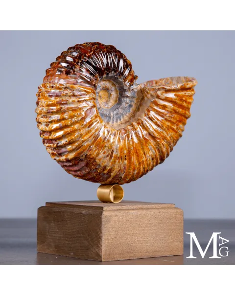 Ammonite Douvilleiceras su base – fossile Aragonite e Calcite