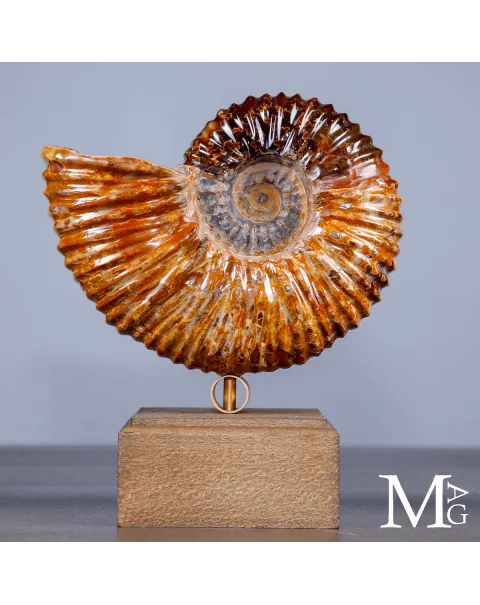 Ammonite Douvilleiceras su base – fossile Aragonite e Calcite
