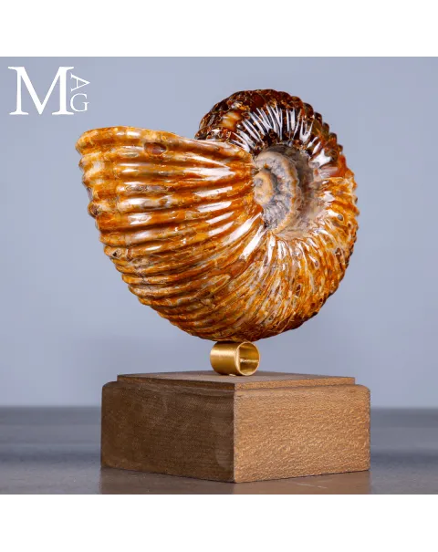 Ammonite Douvilleiceras su base – fossile Aragonite e Calcite