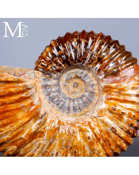 Ammonite Douvilleiceras su base – fossile Aragonite e Calcite