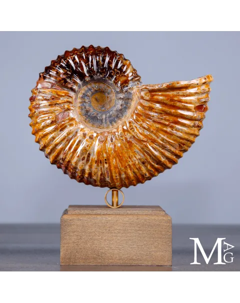 Ammonite Douvilleiceras su base – fossile Aragonite e Calcite