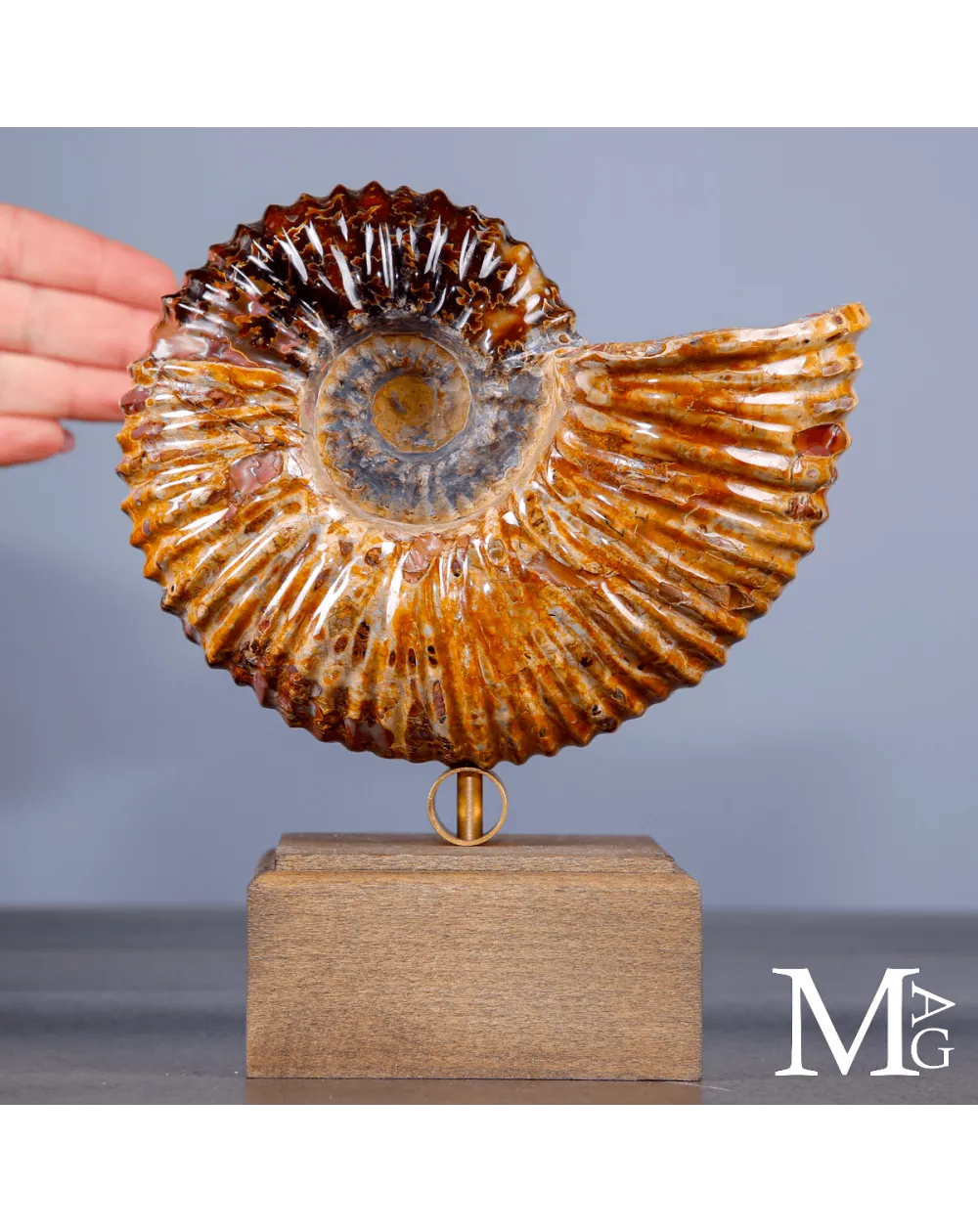 Ammonite Douvilleiceras su base – fossile Aragonite e Calcite
