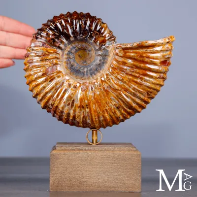 Ammonite Douvilleiceras su base – fossile Aragonite e Calcite