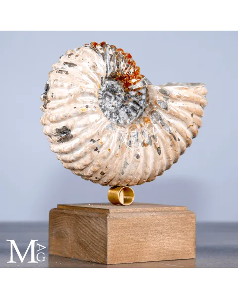 Ammonite Douvilleiceras su base – Fossile del Cretaceo.