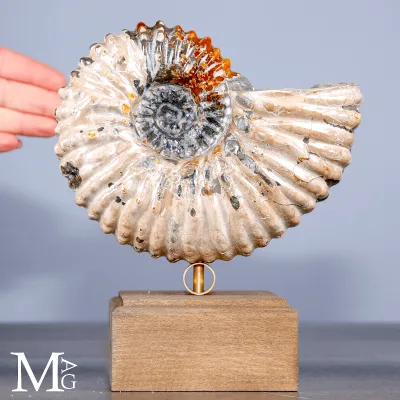 Ammonite Douvilleiceras su base – Fossile del Cretaceo.