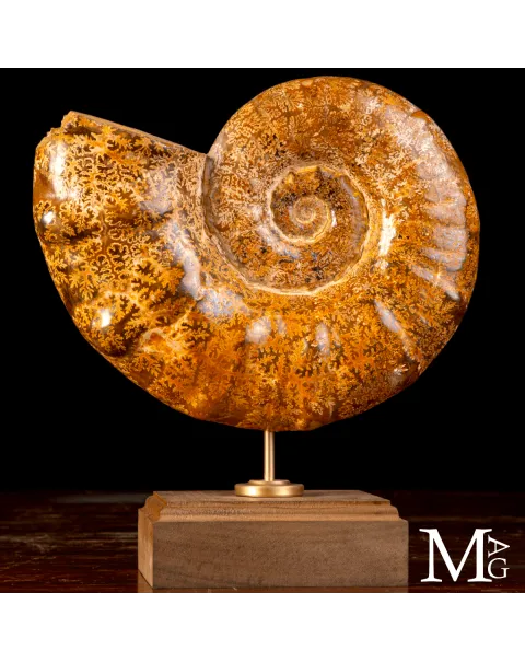 Ammonite Fossile – Euaspidoceras.