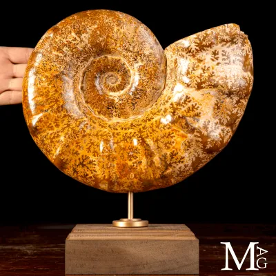 Ammonite Fossile – Euaspidoceras.