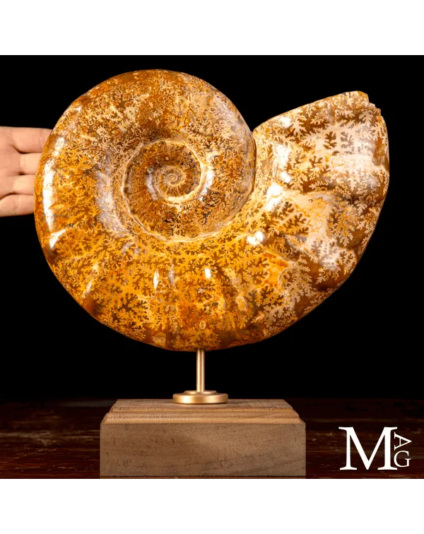 Ammonite Fossile – Euaspidoceras.