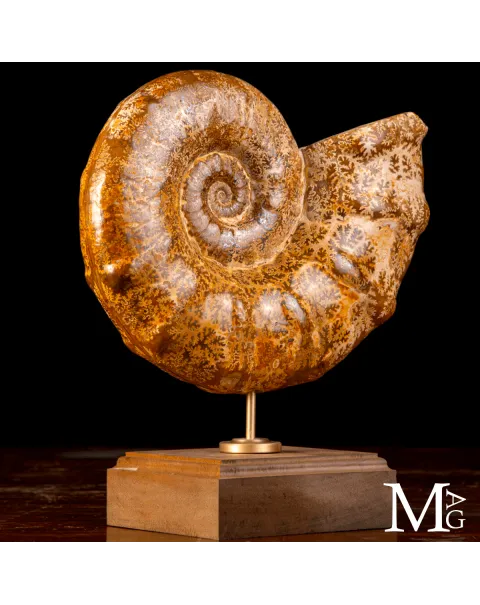 Ammonite Fossile – Euaspidoceras.