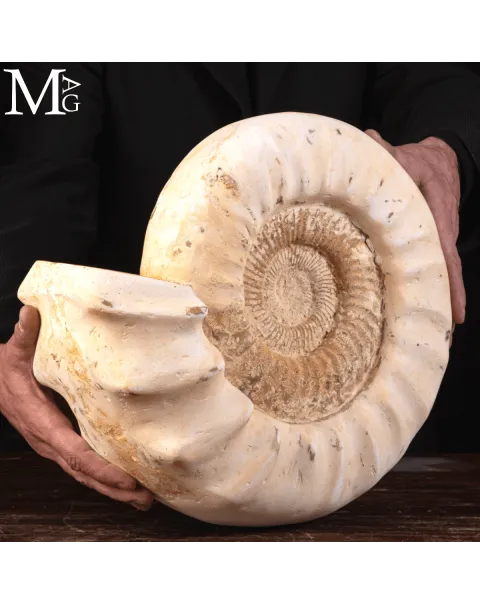 Ammonite Bianca Kranaosphinctes.