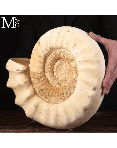 Ammonite Bianca Kranaosphinctes.
