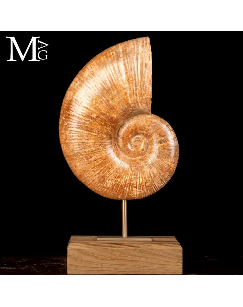 Ammonite Fossile Lytoceras – Eleganza Preistorica su Base.