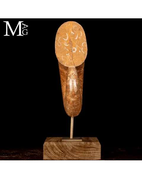 Ammonite Fossile Lytoceras – Eleganza Preistorica su Base.