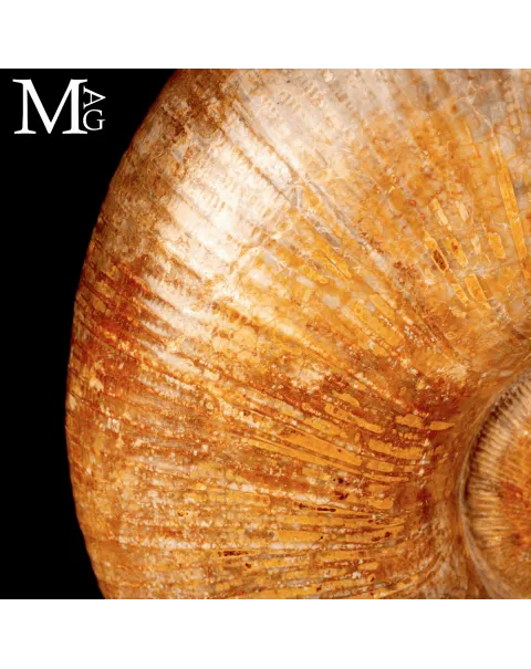 Ammonite Fossile Lytoceras – Eleganza Preistorica su Base.