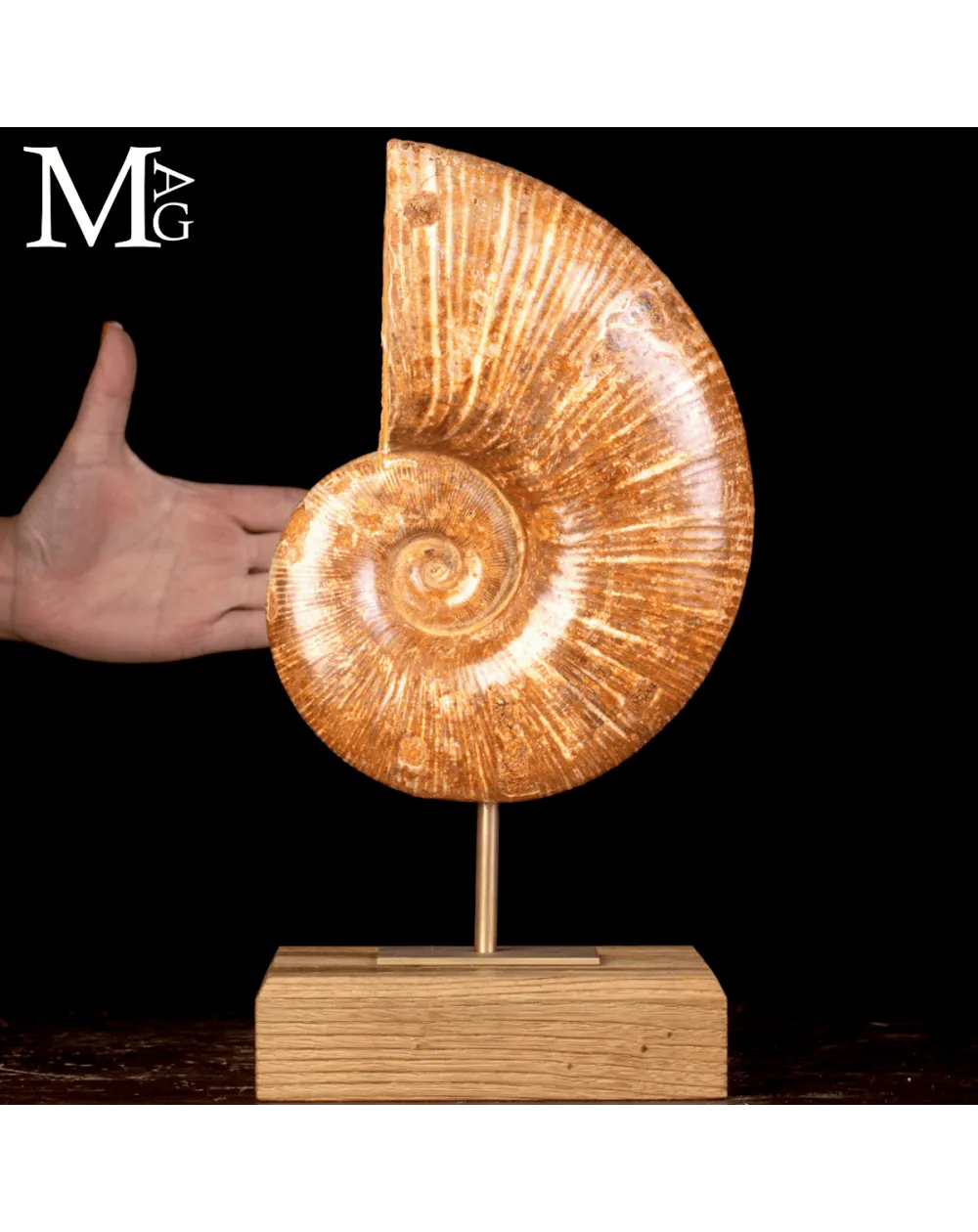 Ammonite Fossile Lytoceras – Eleganza Preistorica su Base.