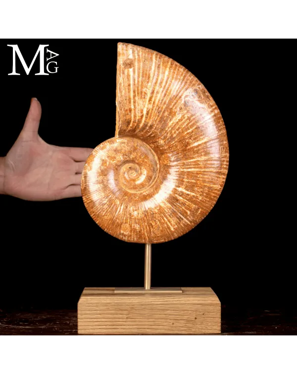 Ammonite Fossile Lytoceras – Eleganza Preistoric...