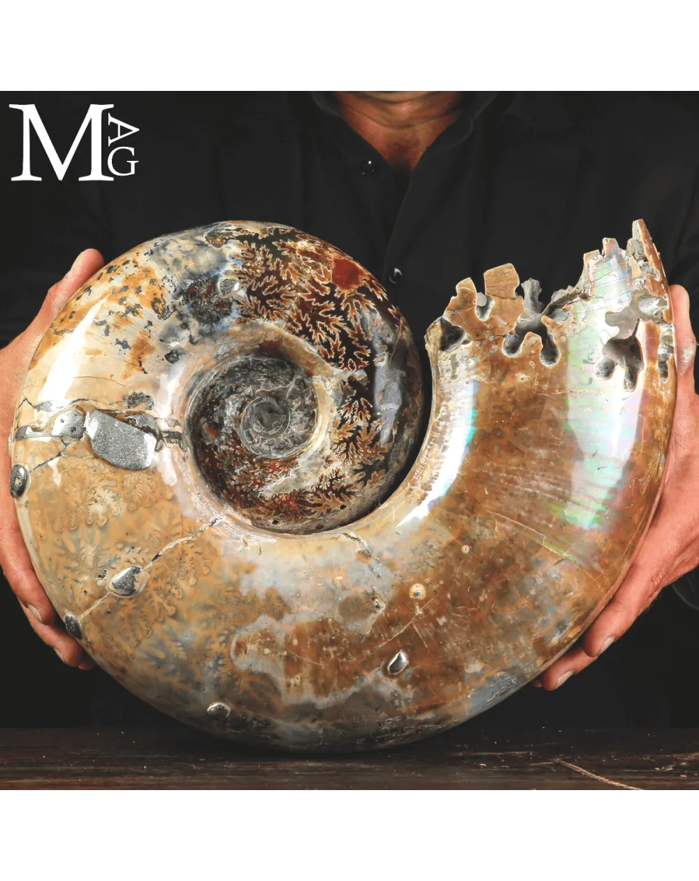Ammonite Fossile Lytoceras Fimbriatum su Base di Legno e Ottone.
