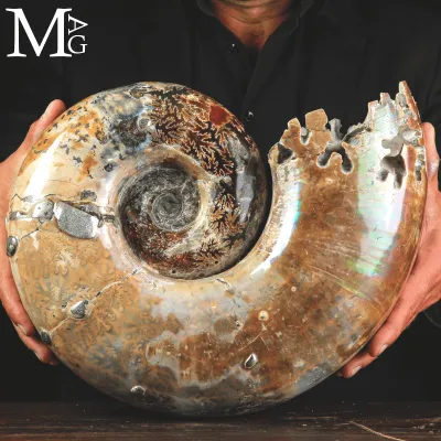 Ammonite Fossile Lytoceras Fimbriatum su Base di Legno e Ottone.