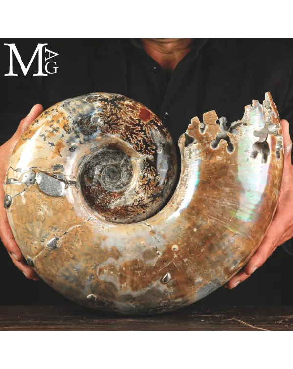 Ammonite Fossile Lytoceras Fimbriatum su Base di L...