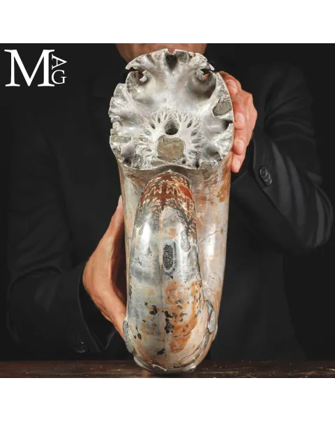 Ammonite Fossile Lytoceras Fimbriatum su Base di Legno e Ottone.