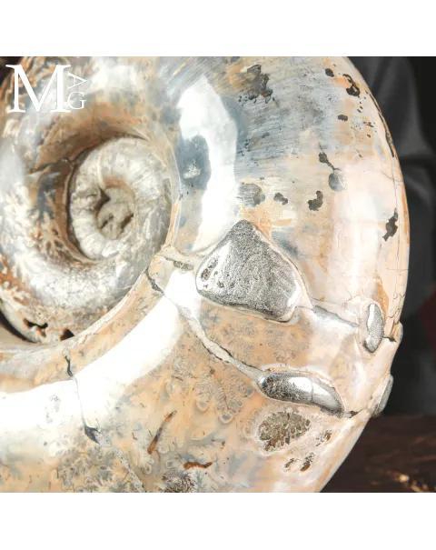 Ammonite Fossile Lytoceras Fimbriatum su Base di Legno e Ottone.