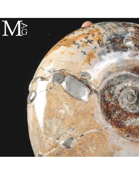 Ammonite Fossile Lytoceras Fimbriatum su Base di Legno e Ottone.