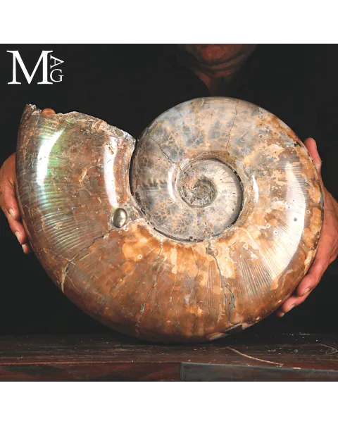 Ammonite Fossile Lytoceras sp. – Superficie Opalescente.