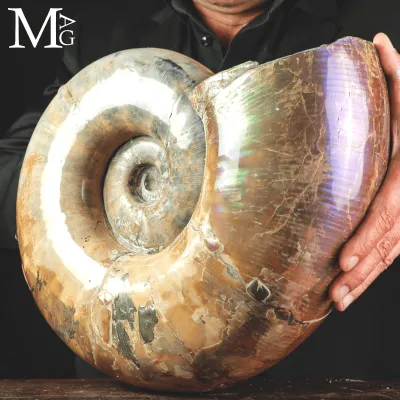 Ammonite Fossile Lytoceras sp. – Superficie Opalescente.