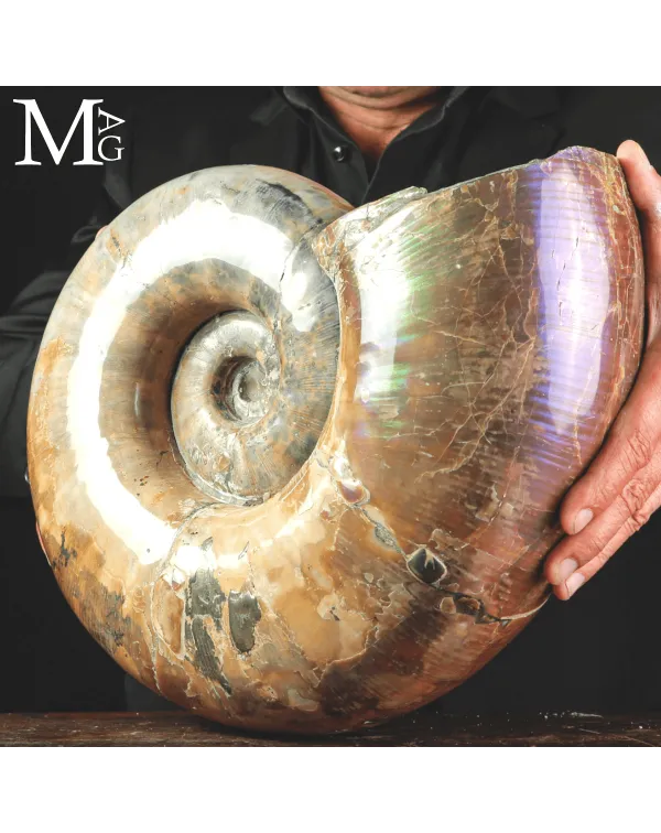 Ammonite Fossile Lytoceras sp. – Superficie Opal...