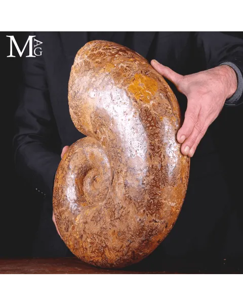 Lytoceras – Grande Ammonite fossile del Madagascar.