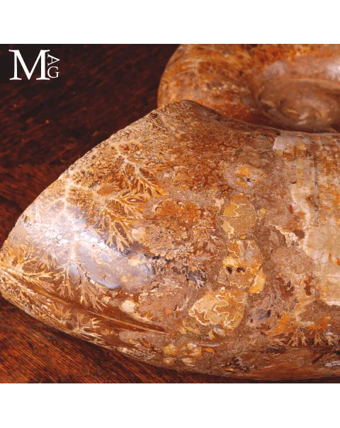 Lytoceras – Grande Ammonite fossile del Madagascar.
