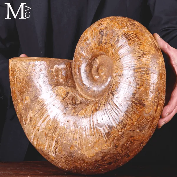 Lytoceras – Grande Ammonite fossile del Madagascar.