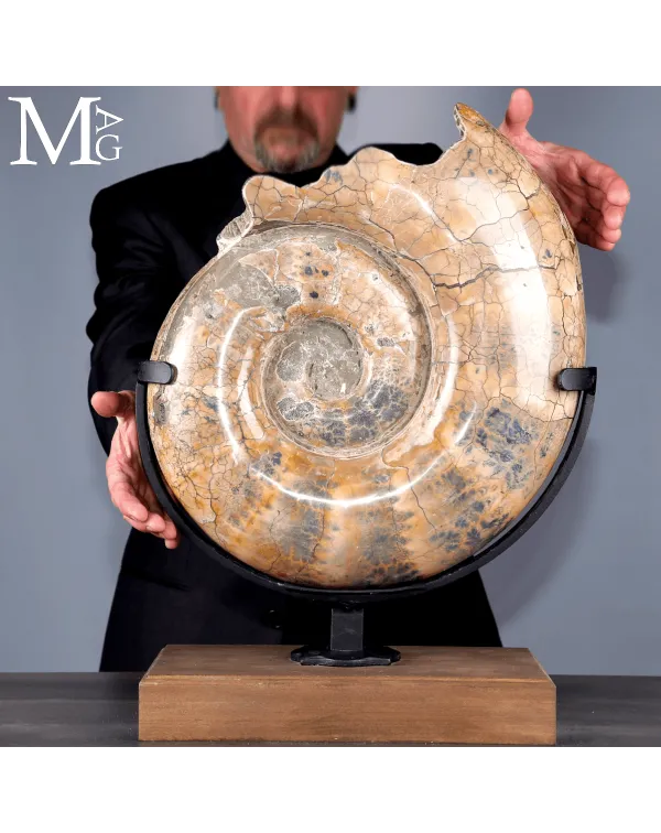 Lytoceras fossile - Grande ammonite su base.