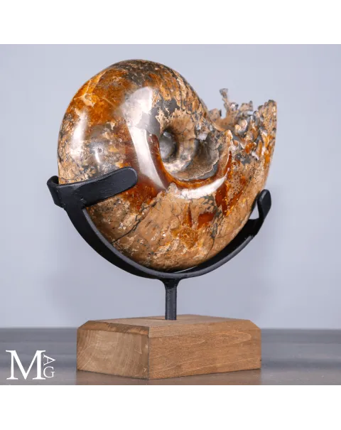 Ammonite Fossile - Phylloceras.